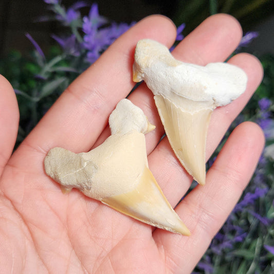 Shark Tooth