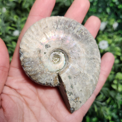 Ammonite Fossil