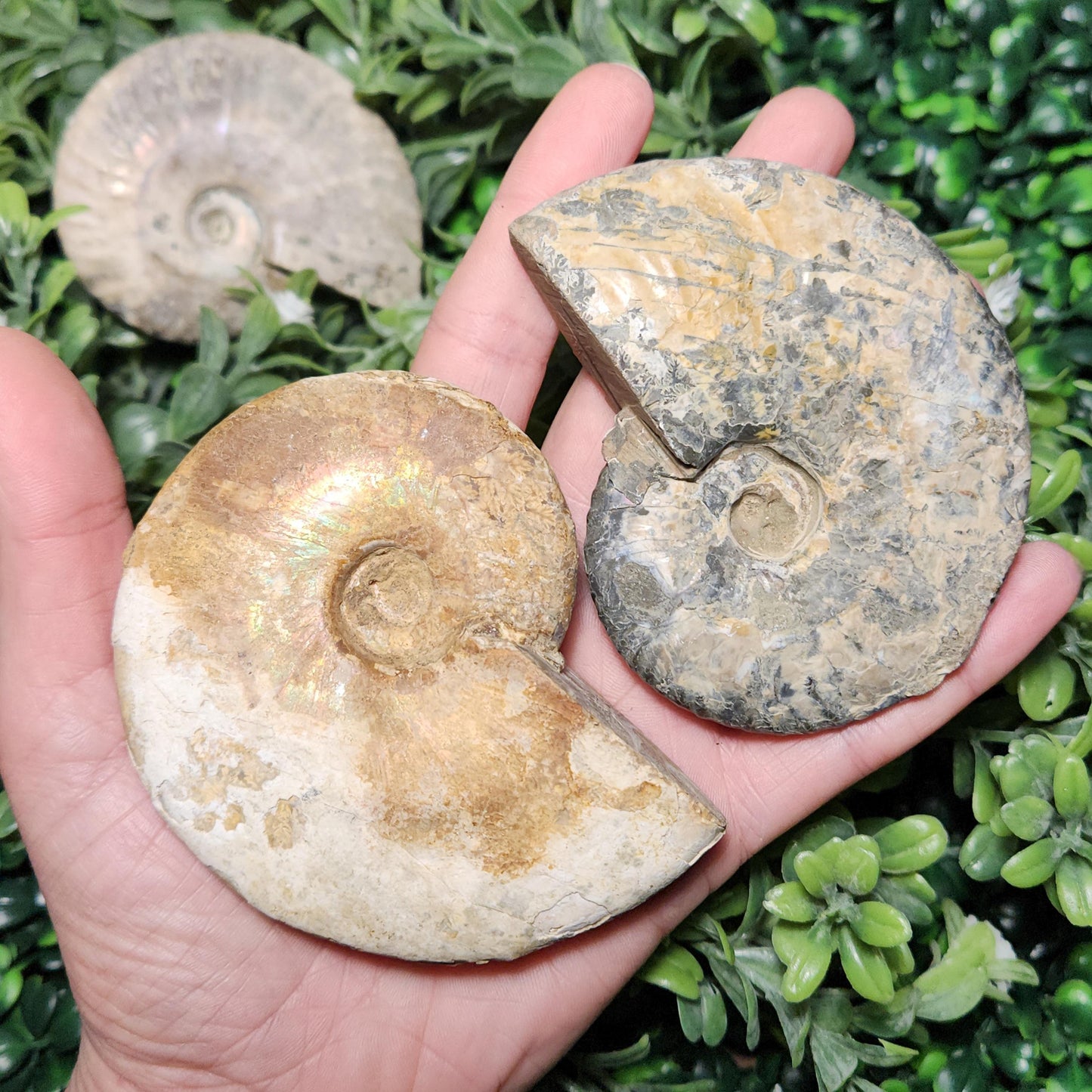 Ammonite Fossil