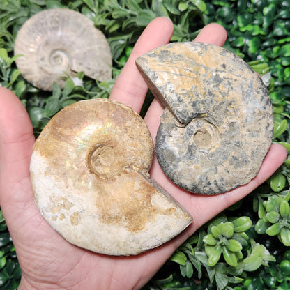 Ammonite Fossil