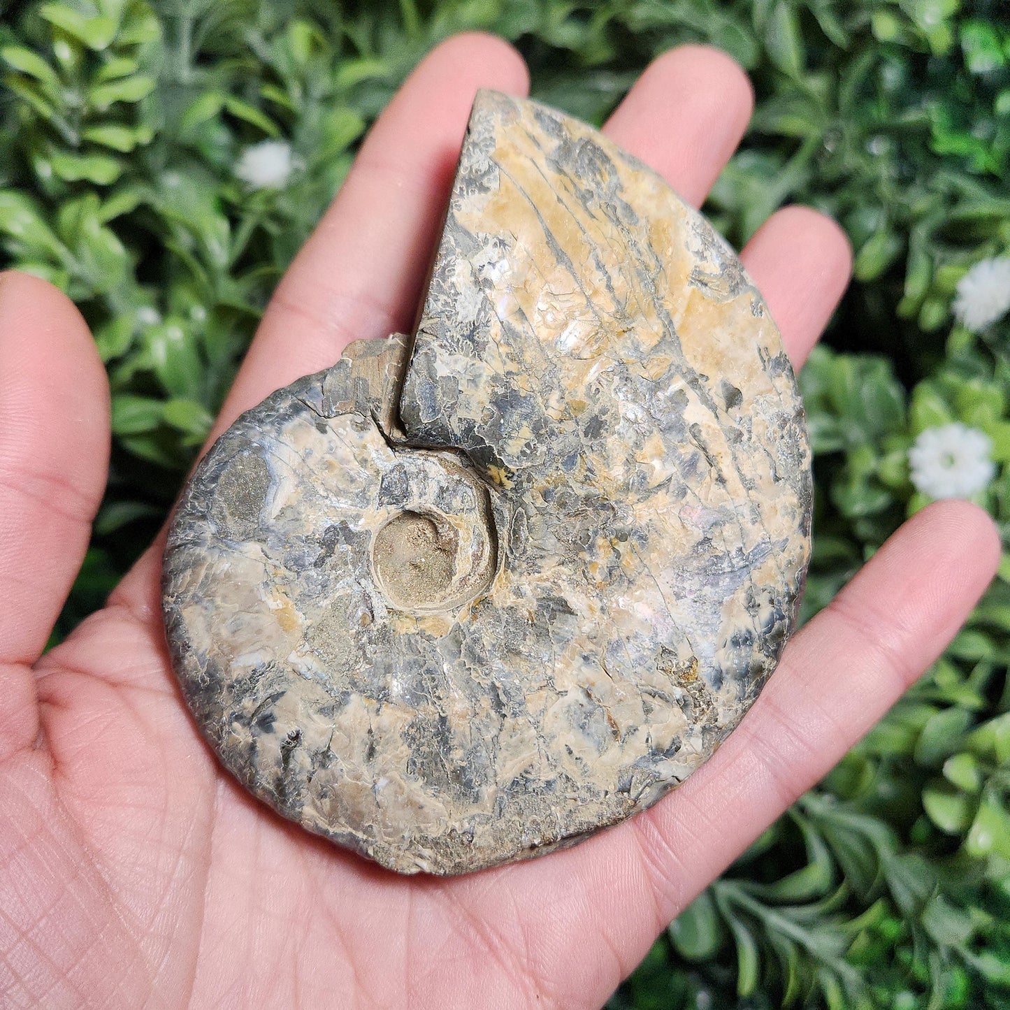 Ammonite Fossil