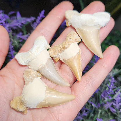 Shark Tooth