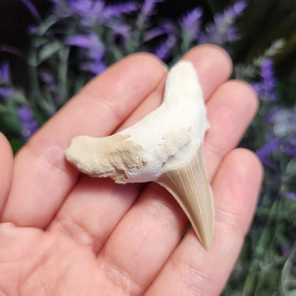 Shark Tooth