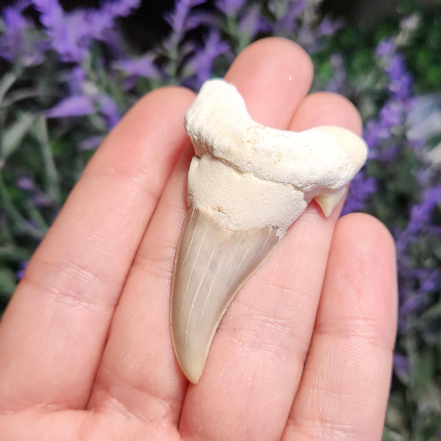 Shark Tooth