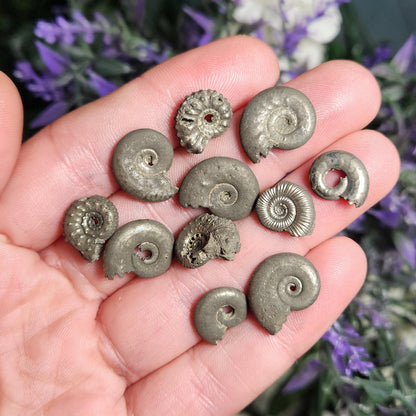 Pyrite Ammonite
