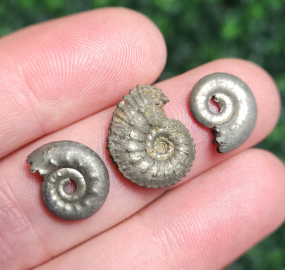 Pyrite Ammonite