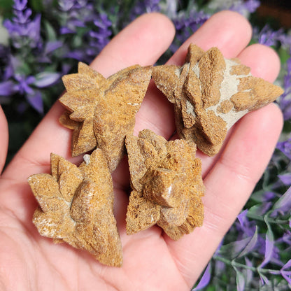 Glendonite Star
