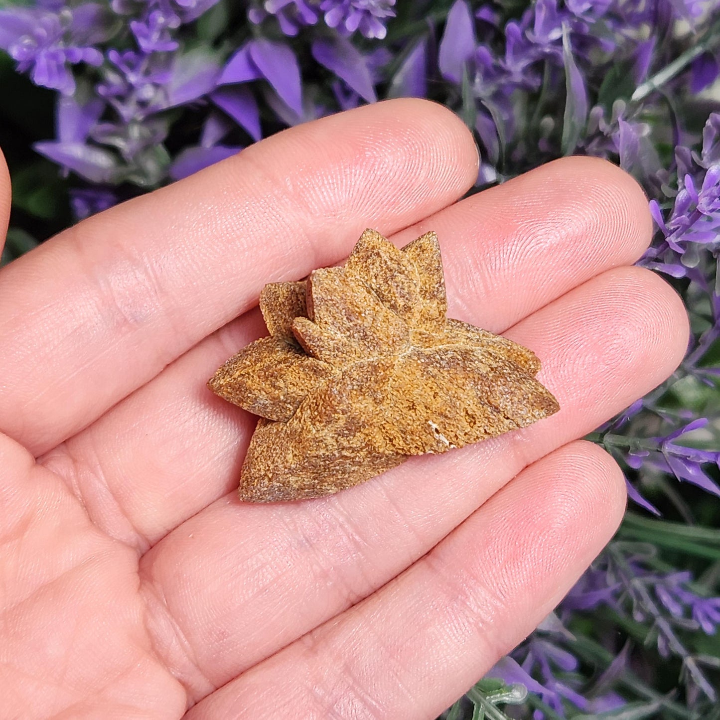 Glendonite Star