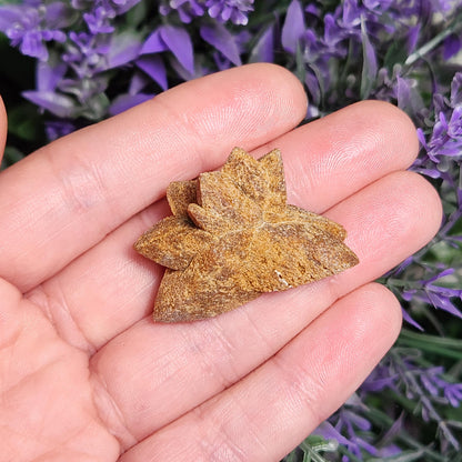 Glendonite Star