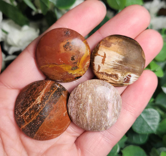 Petrified Wood Polished Specimen