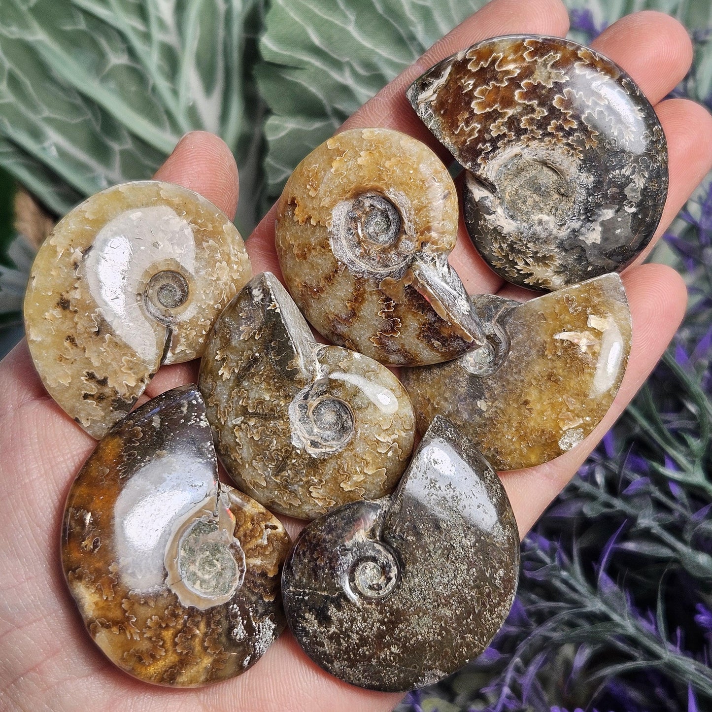Ammonite Fossil