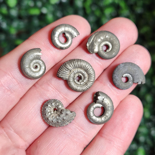 Pyrite Ammonite
