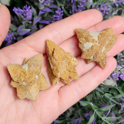 Glendonite Star