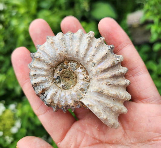 Ammonite Fossil