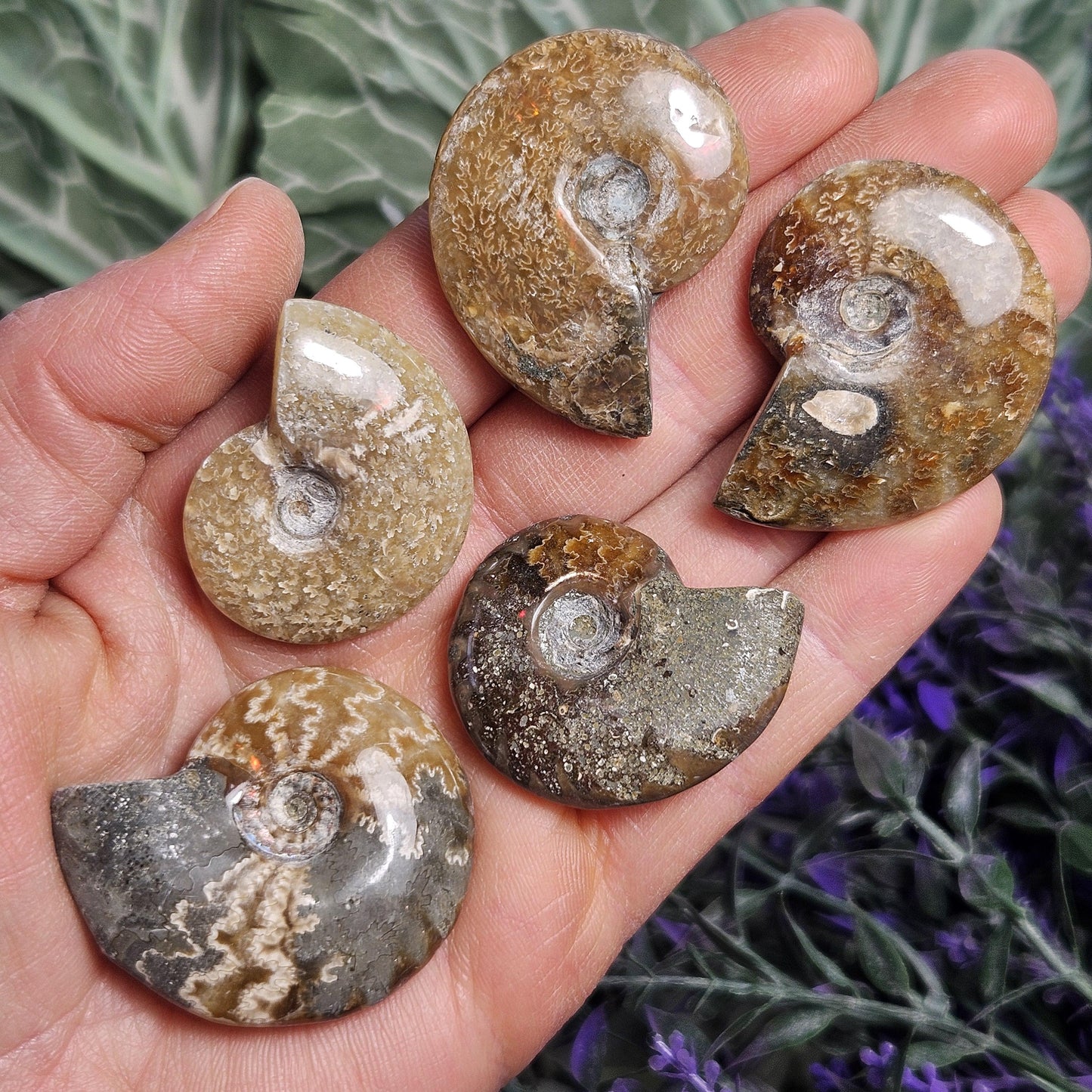 Ammonite Fossil