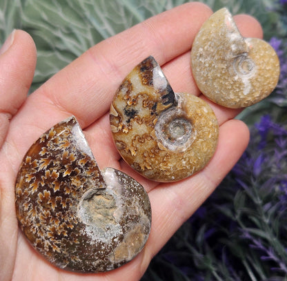 Ammonite Fossil