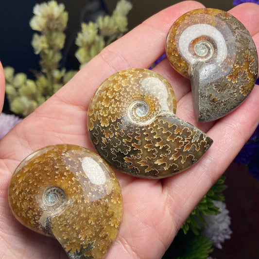 Ammonite Fossil