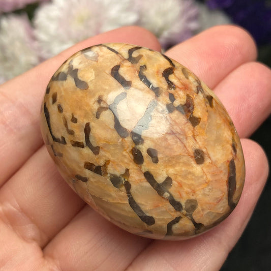 Zebradorite Crystal