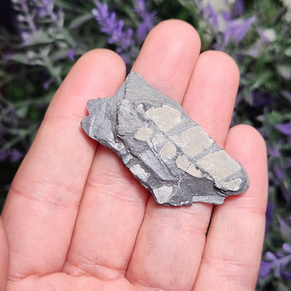 Fossilized Fern in Pennsylvania Shale