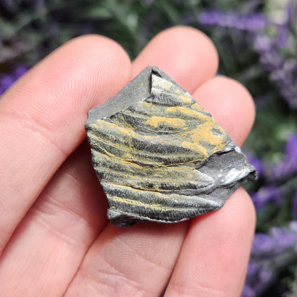 Fossilized Fern in Pennsylvania Shale