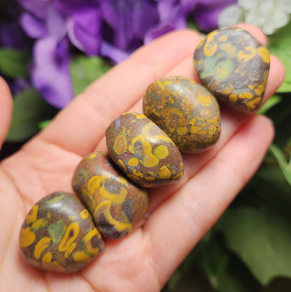 Ajooba Jasper