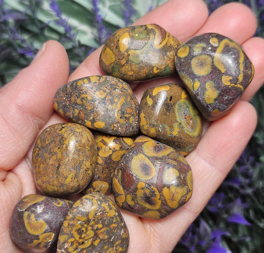 Ajooba Jasper