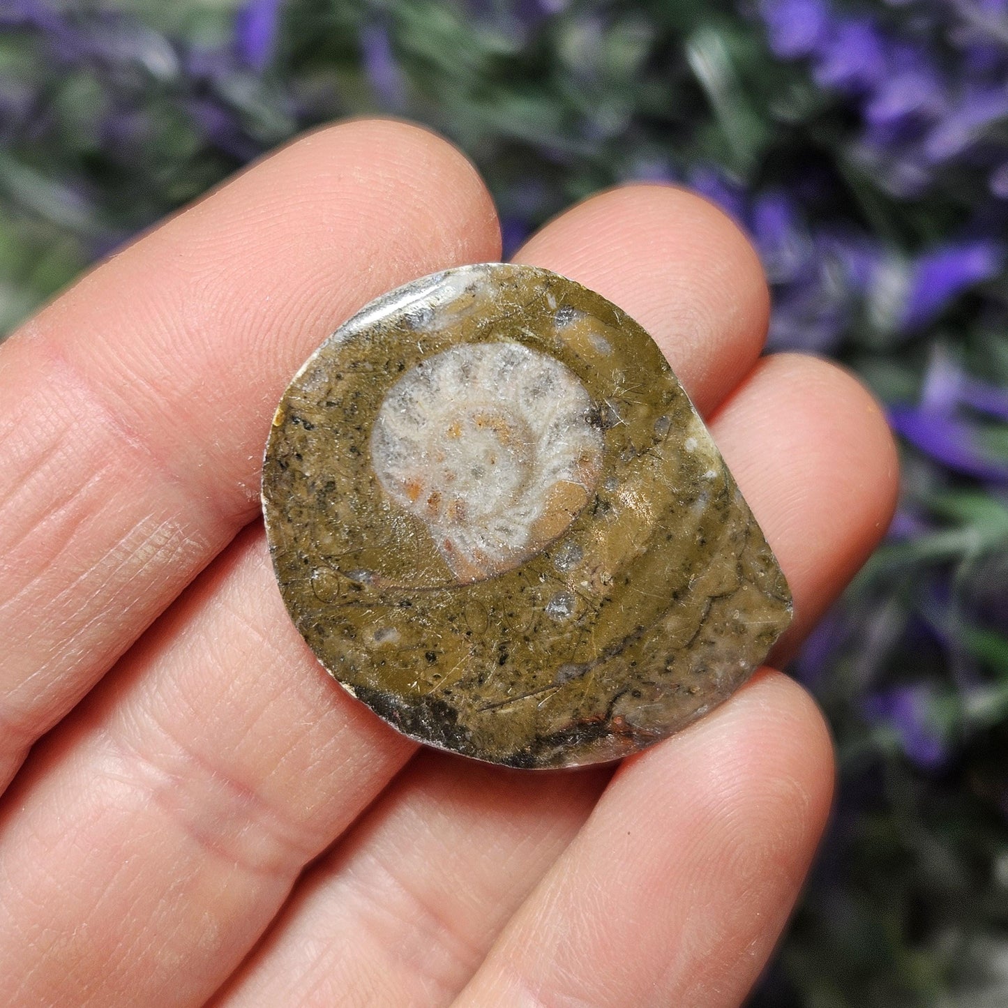 Ammonite Fossil