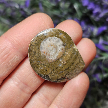 Ammonite Fossil