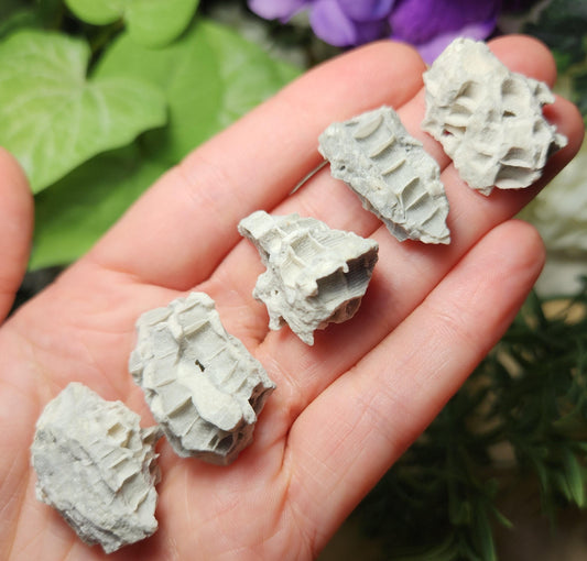 Fossilized Coral Specimen: Agatized Coral Stone from Ohio