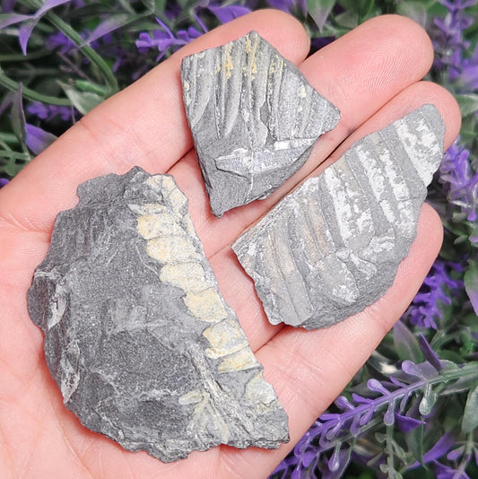 Fossilized Fern in Pennsylvania Shale