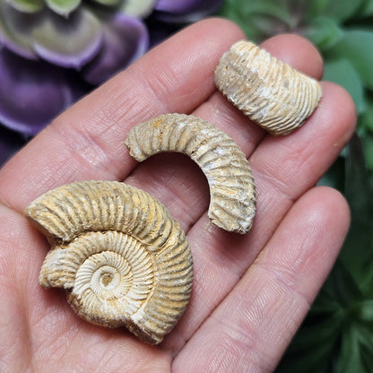 Ammonite Fossil Specimens