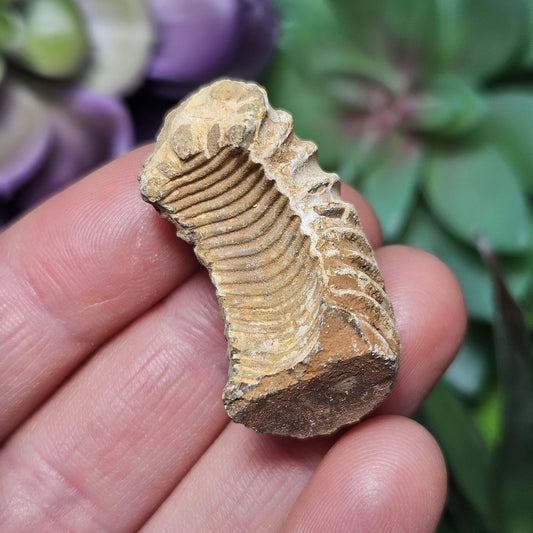 Ammonite Fossil Specimens