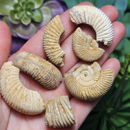 Ammonite Fossil Specimens