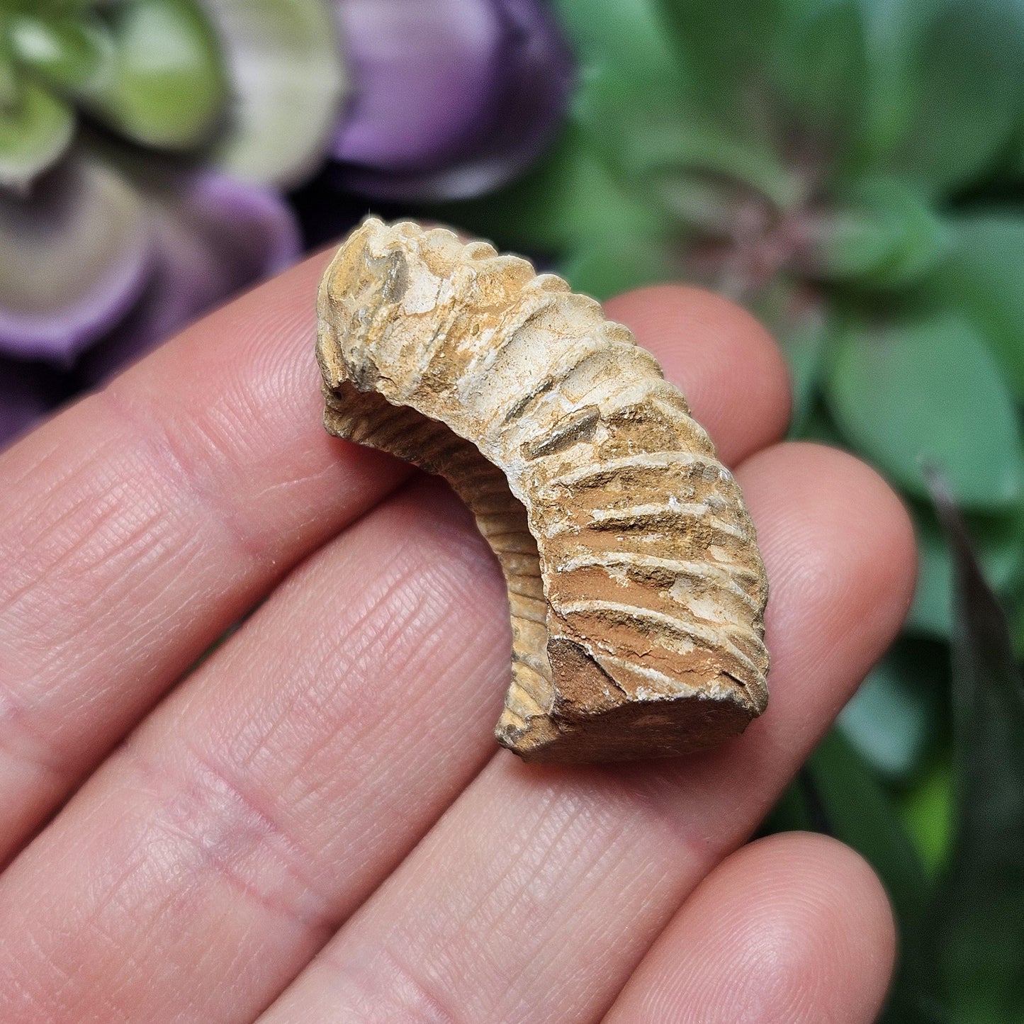 Ammonite Fossil Specimens