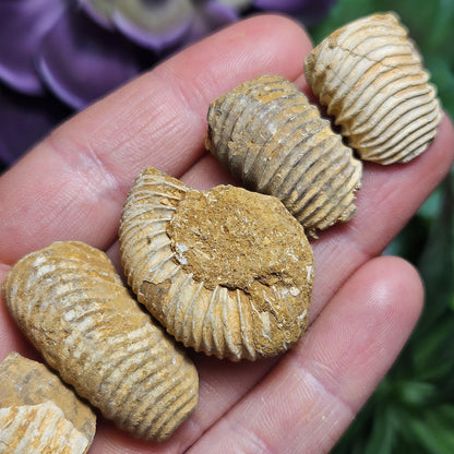 Ammonite Fossil Specimens