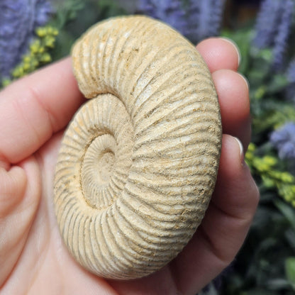 Ammonite Fossil