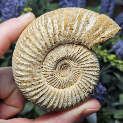 Ammonite Fossil