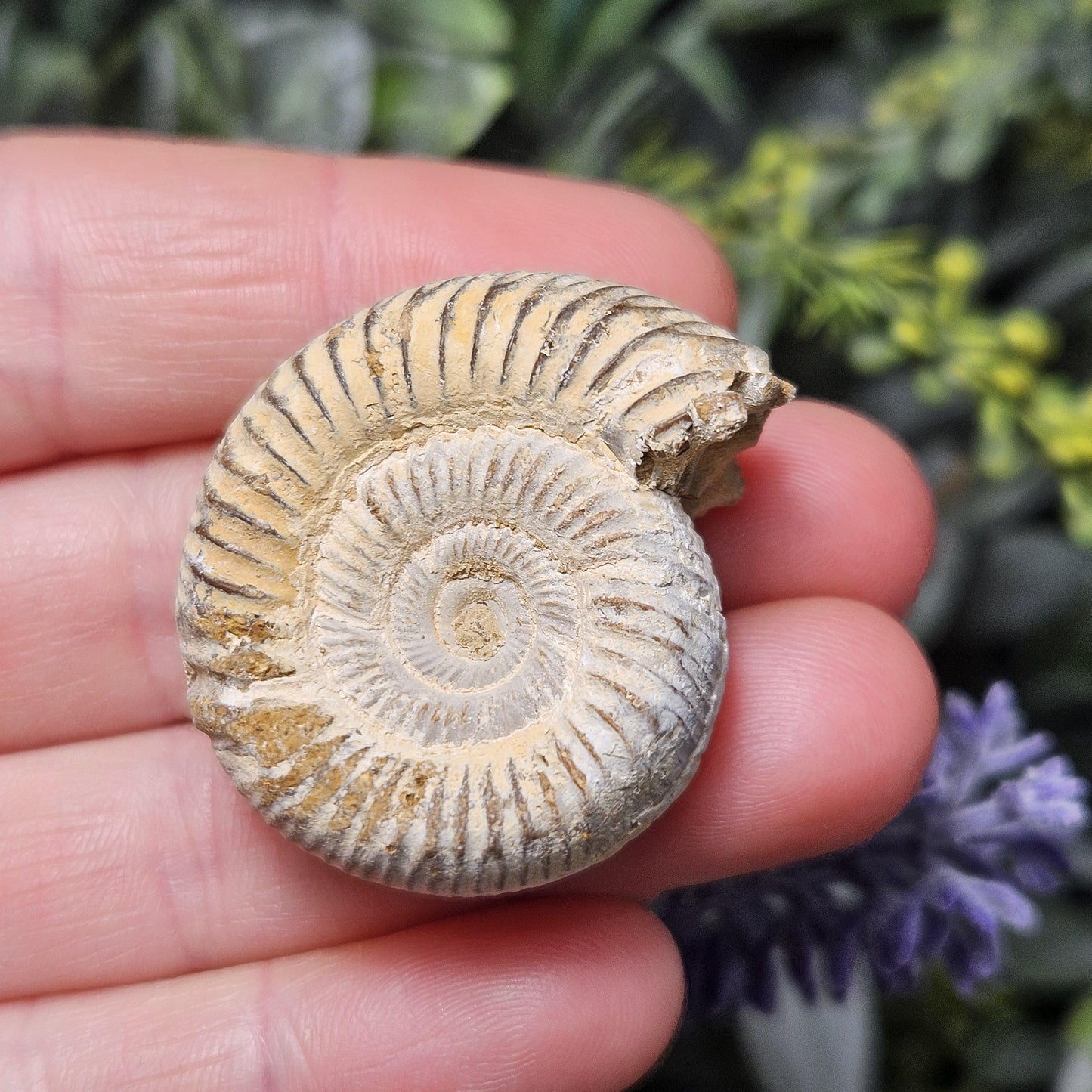 Ammonite Fossil