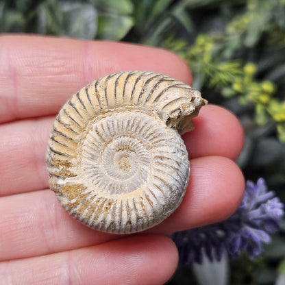 Ammonite Fossil