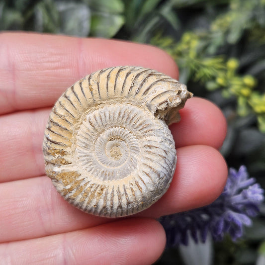 Ammonite Fossil