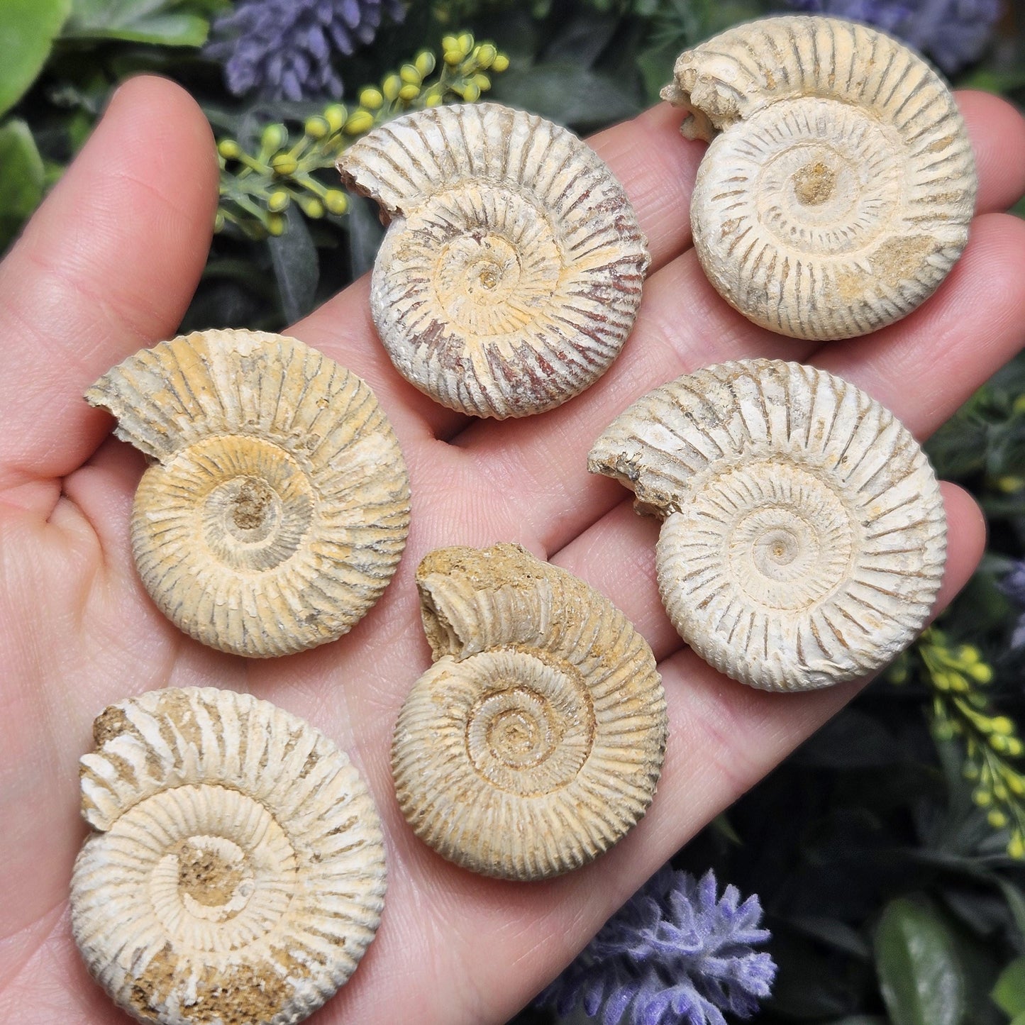 Ammonite Fossil