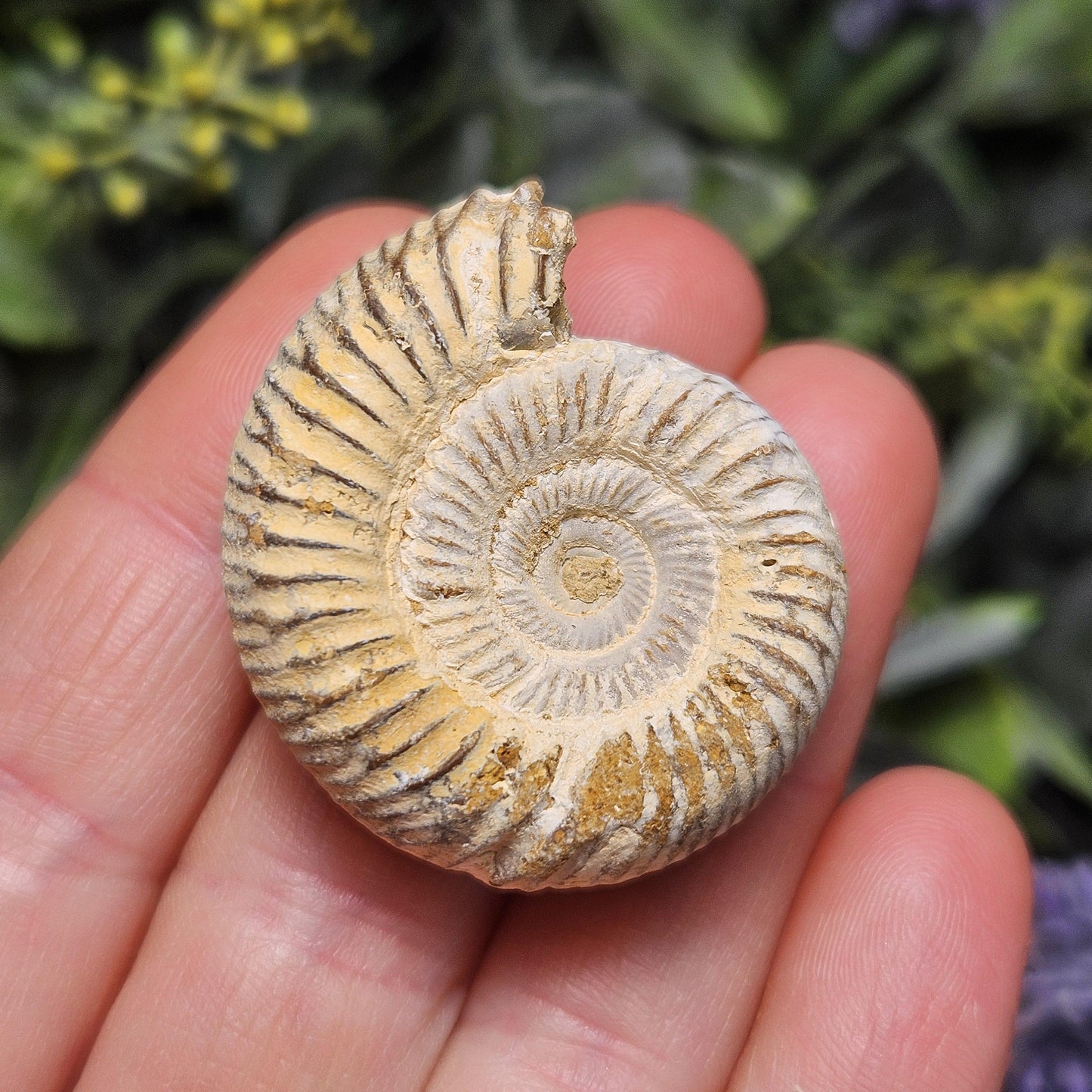 Ammonite Fossil