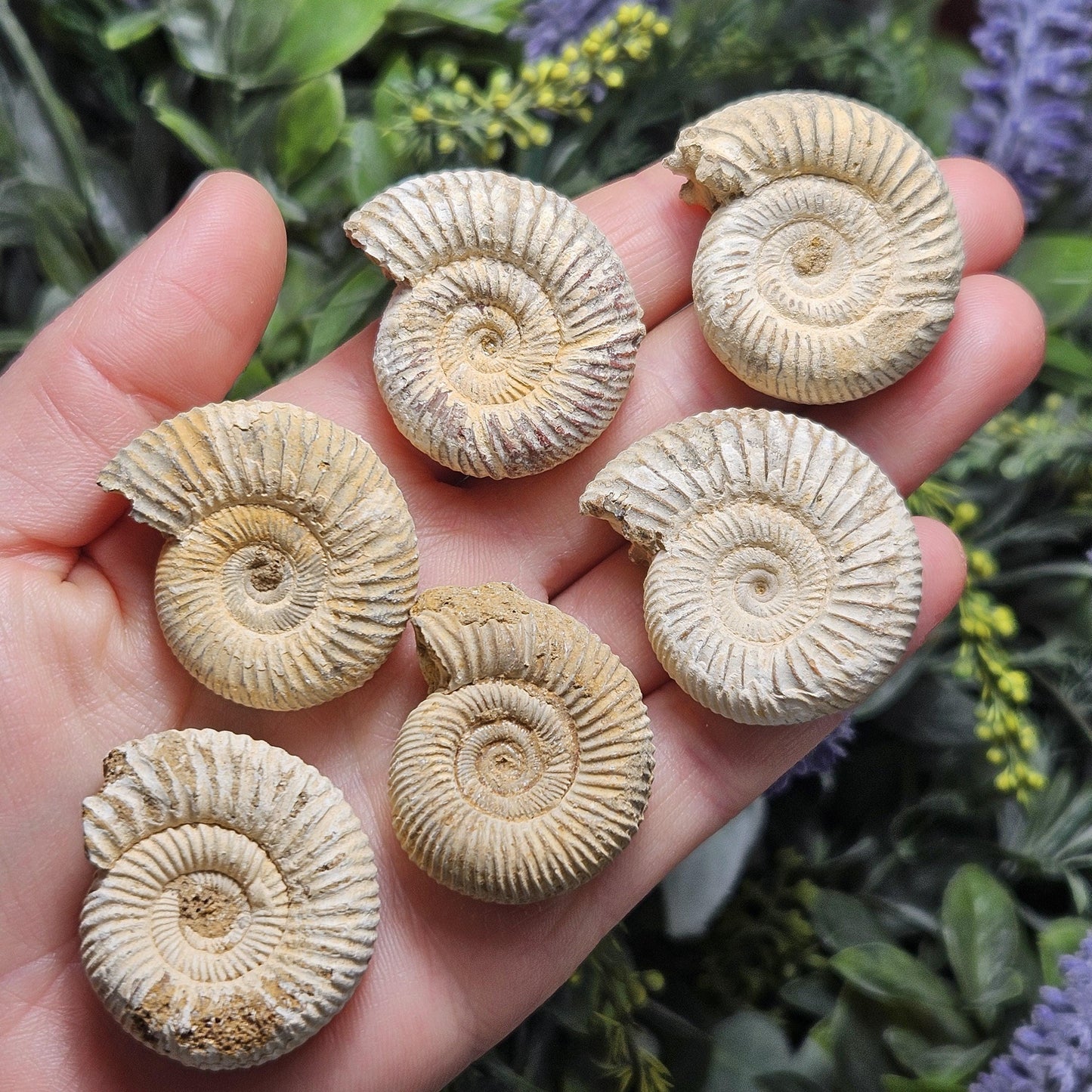 Ammonite Fossil