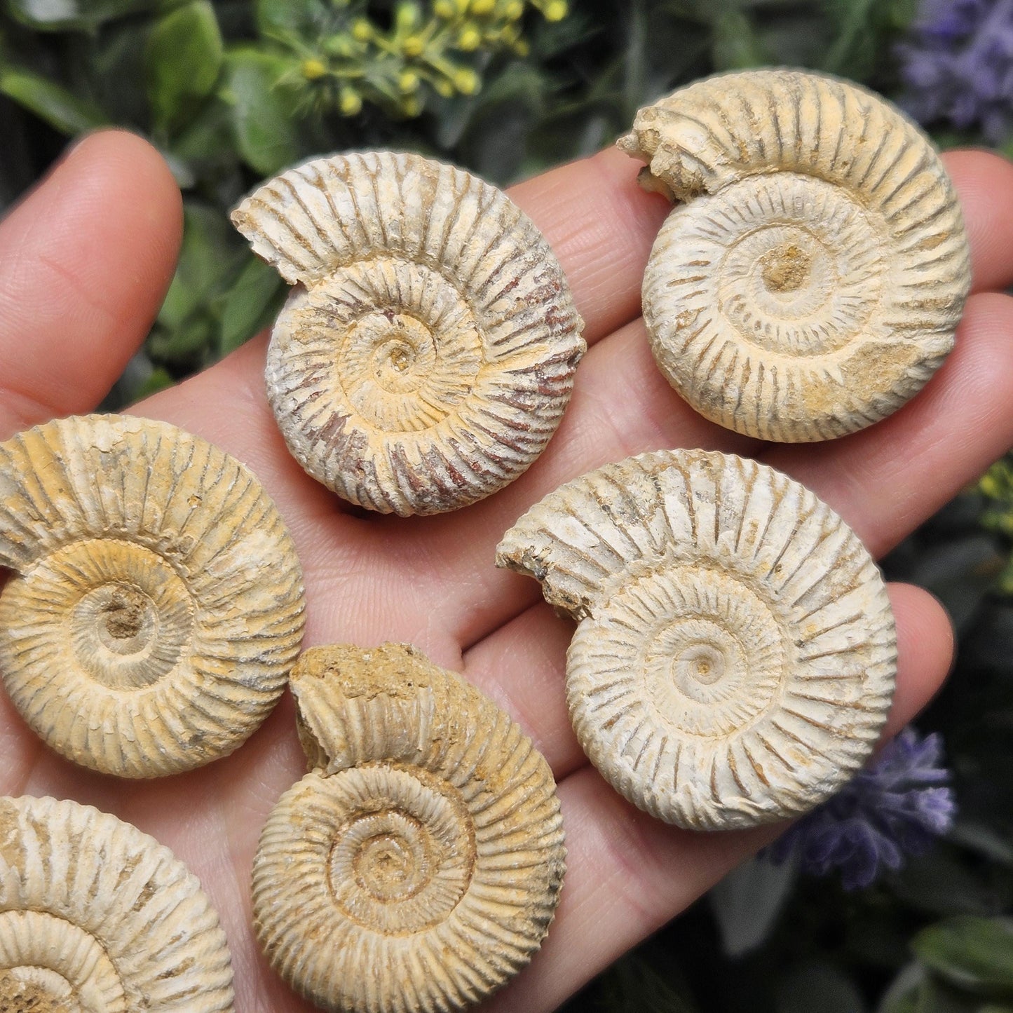 Ammonite Fossil