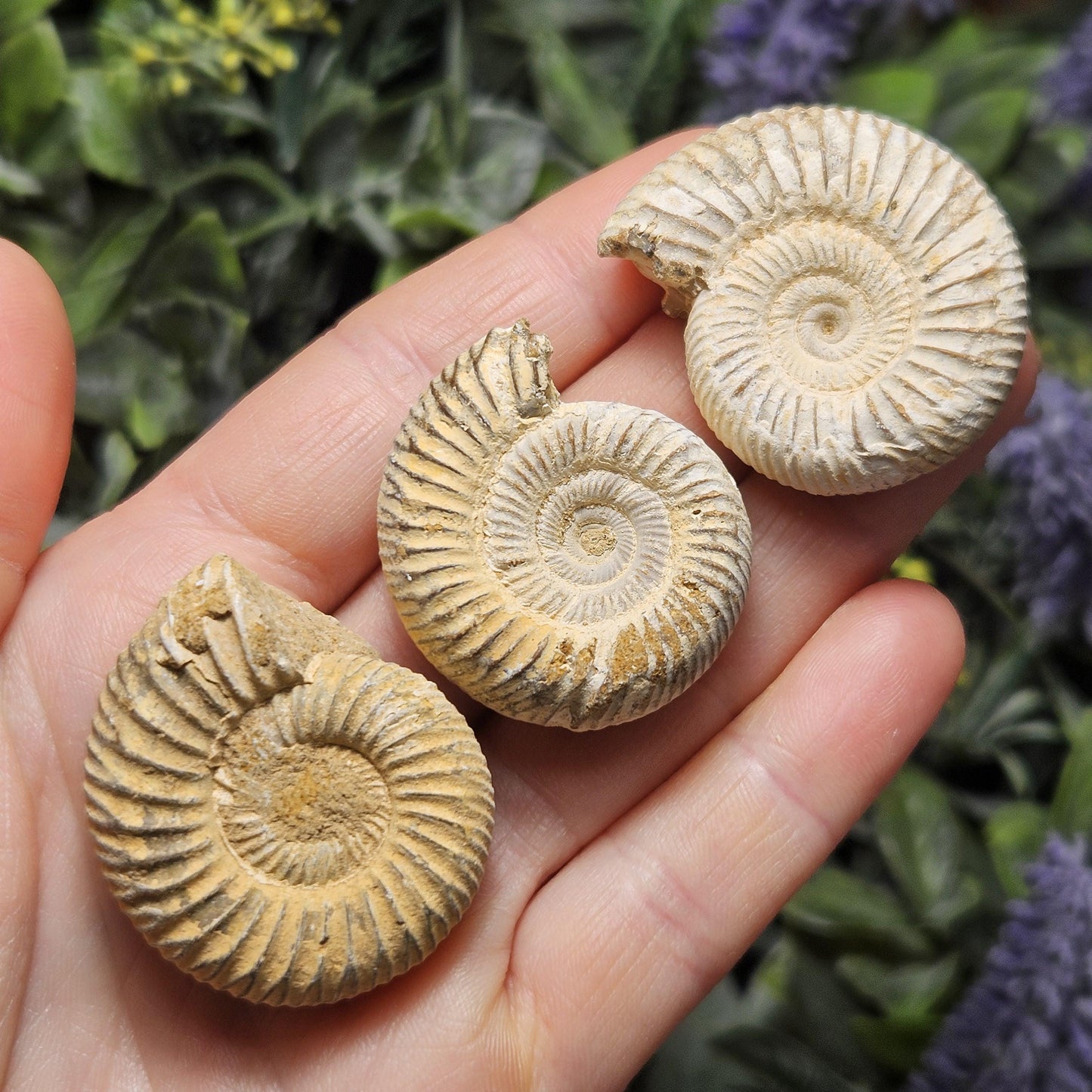 Ammonite Fossil
