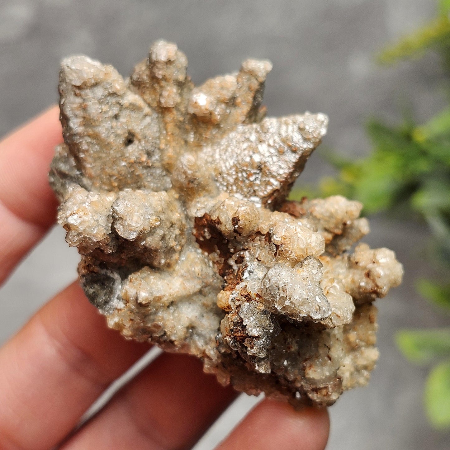 Chocolate Dogtooth Calcite