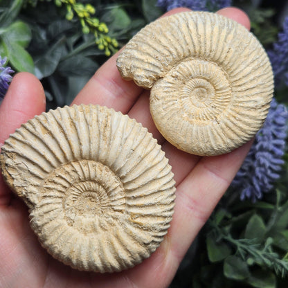 Ammonite Fossil