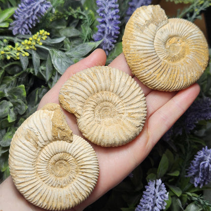 Ammonite Fossil