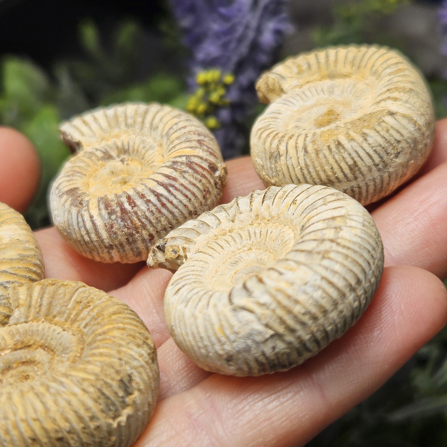 Ammonite Fossil