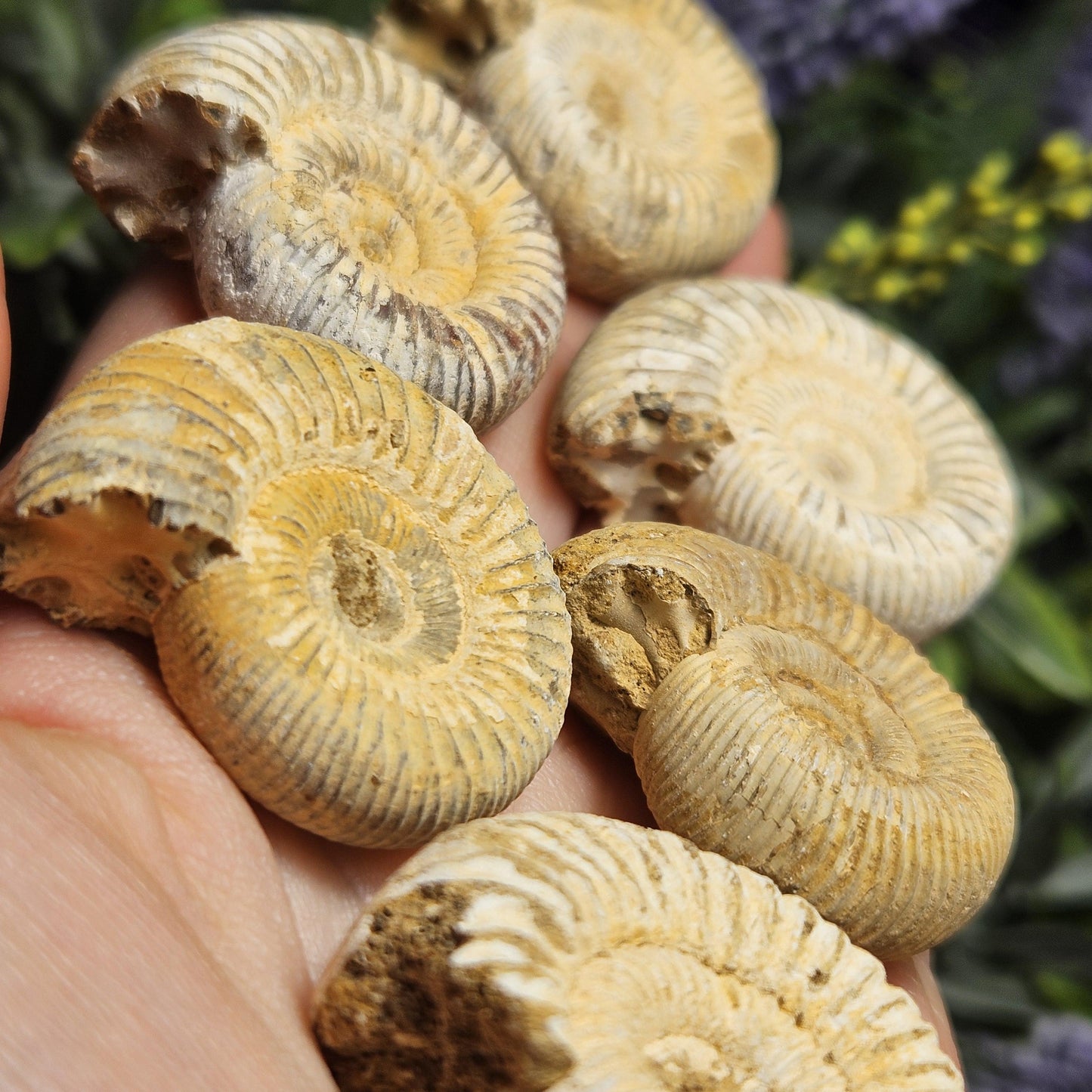 Ammonite Fossil